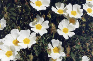 Cistus salviifolius
